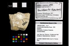Foto (Objekt + Etikett) von Goniodromites bidentatus (Reuss, 1859)  (NHMW-GEO-1990-0041-2950)